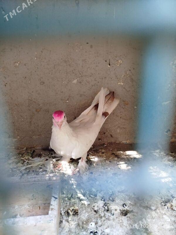 KEPDERI - Aşgabat - img 3