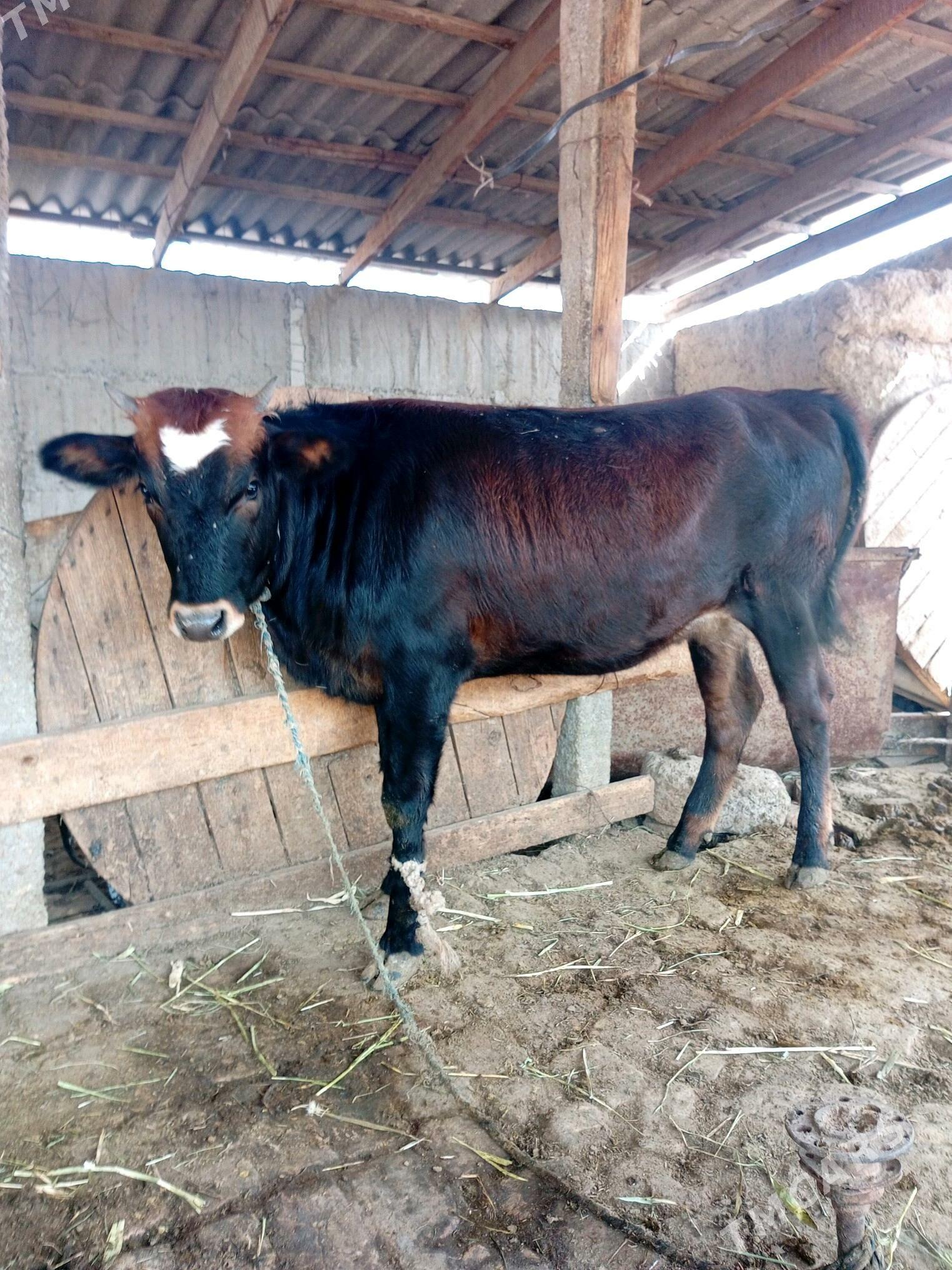 Bakylan tüwe - Gökdepe - img 2