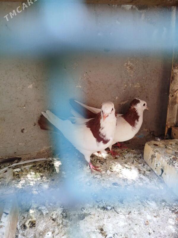 KEPDERI - Ашхабад - img 2