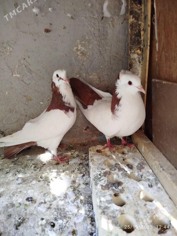 KEPDERI - Ашхабад - img 5