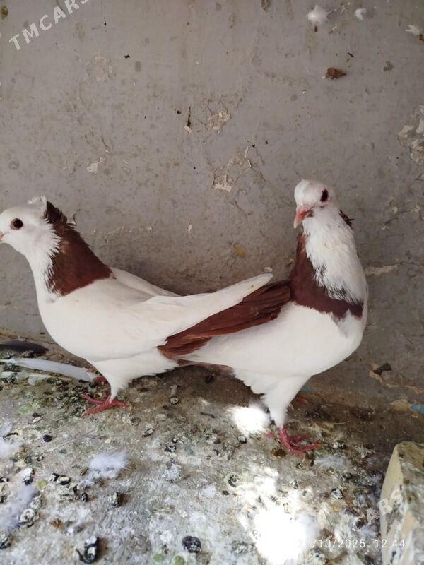 KEPDERI - Ашхабад - img 6