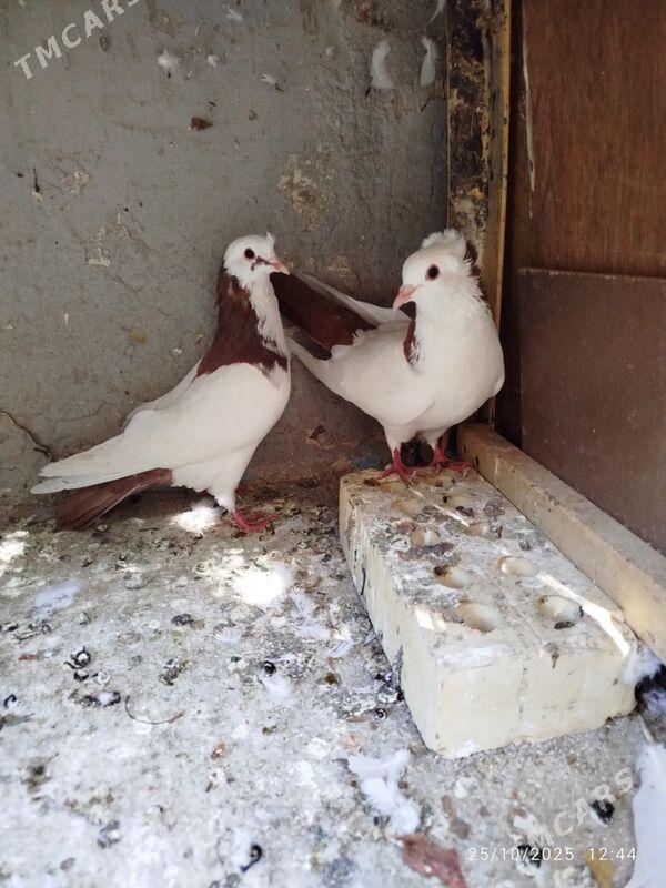 KEPDERI - Ашхабад - img 3