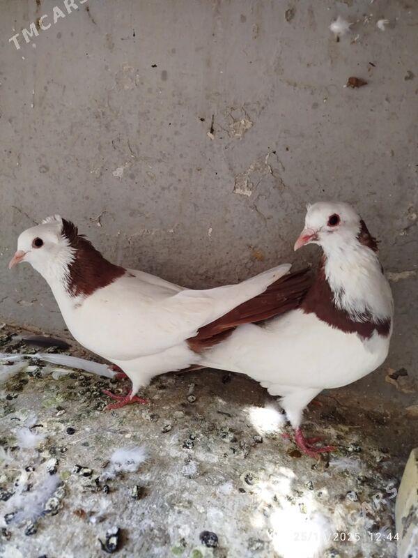 KEPDERI - Ашхабад - img 7