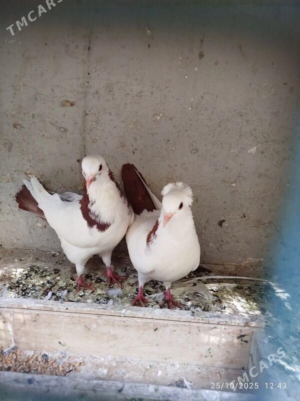 KEPDERI - Ашхабад - img 1