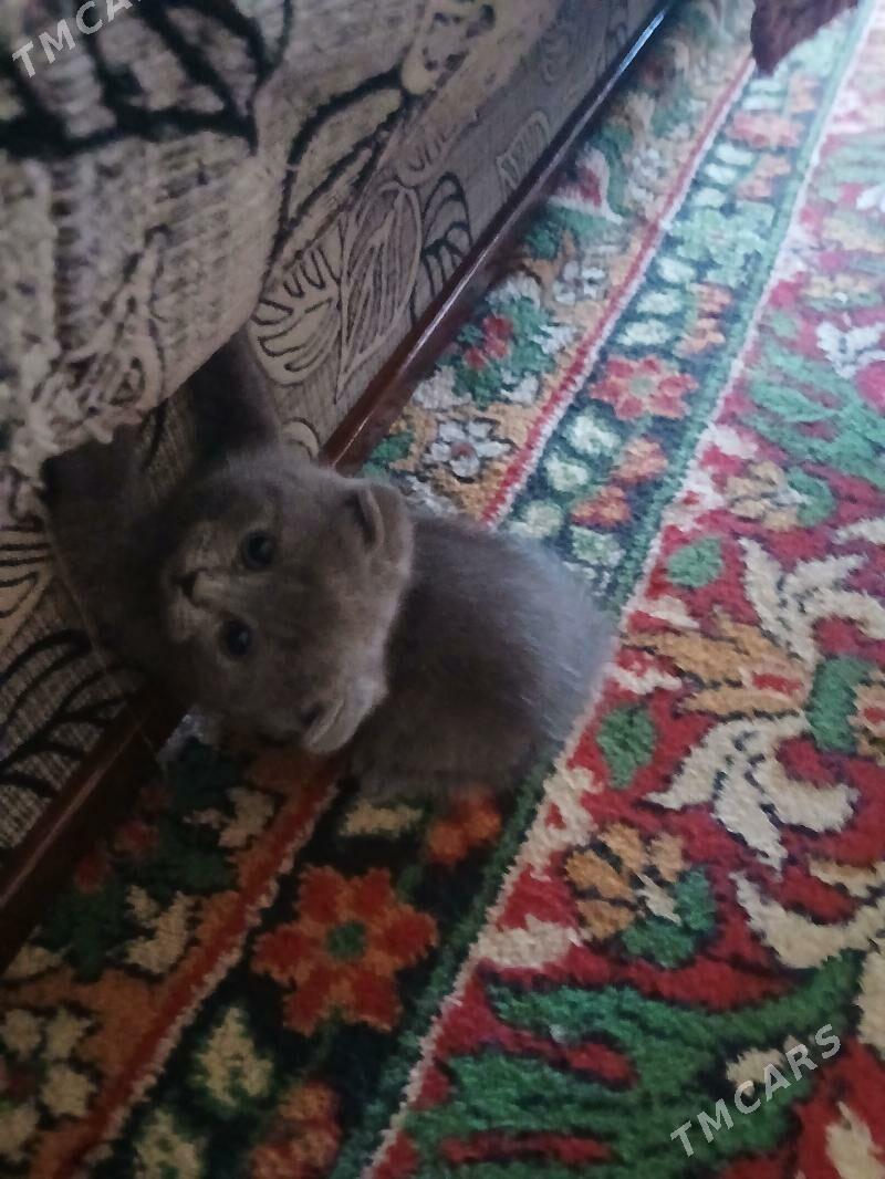 шатландкие и британские котята - Туркменабат - img 5