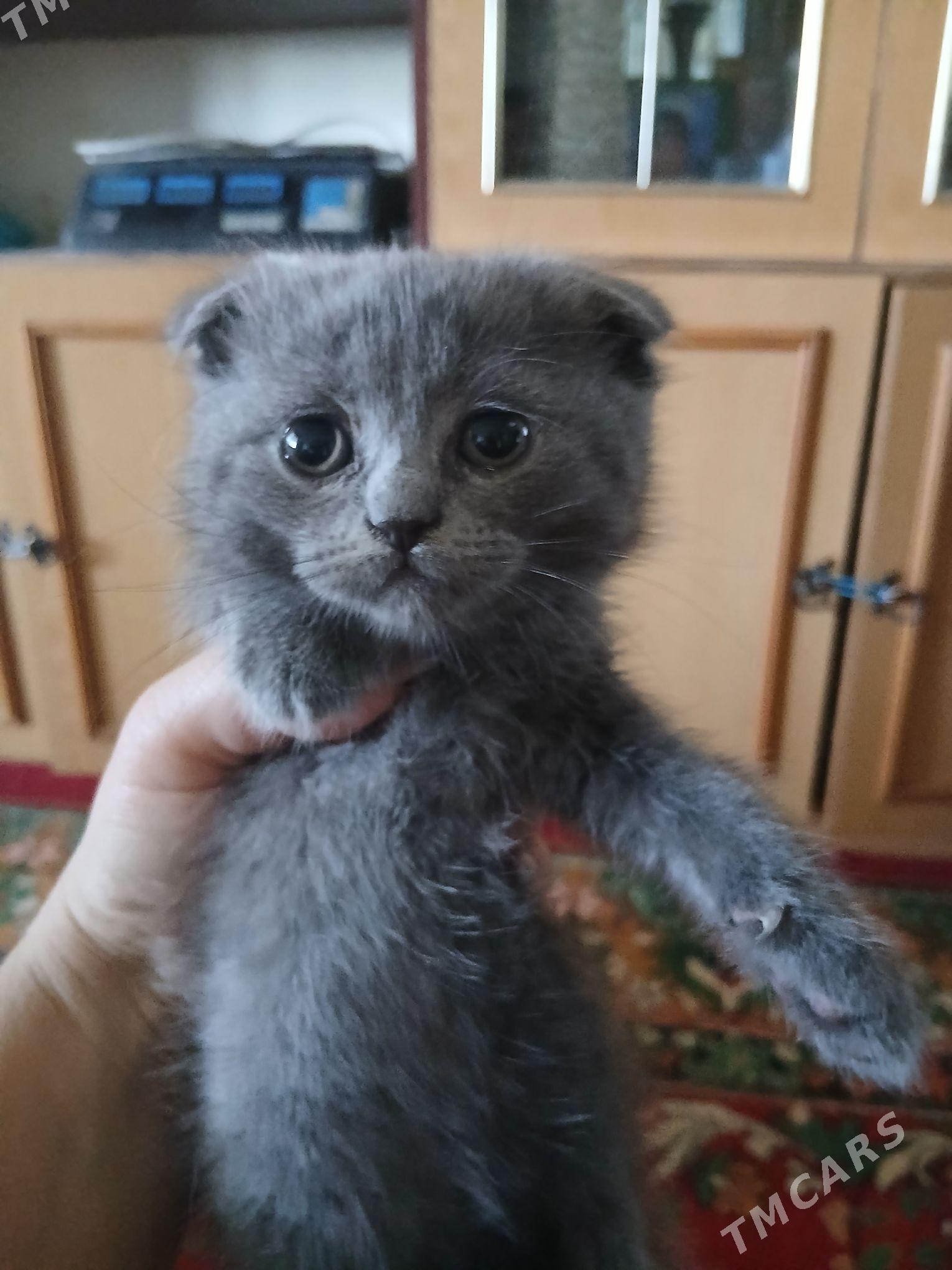 шатландкие и британские котята - Туркменабат - img 2