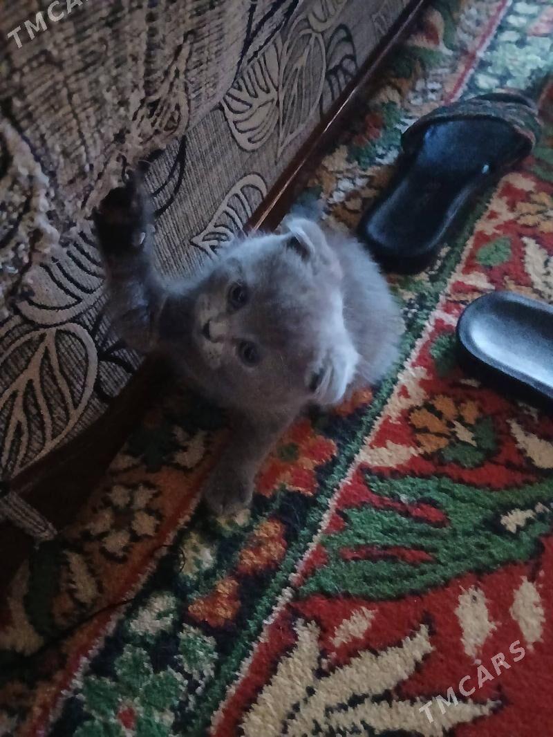 шатландкие и британские котята - Туркменабат - img 3