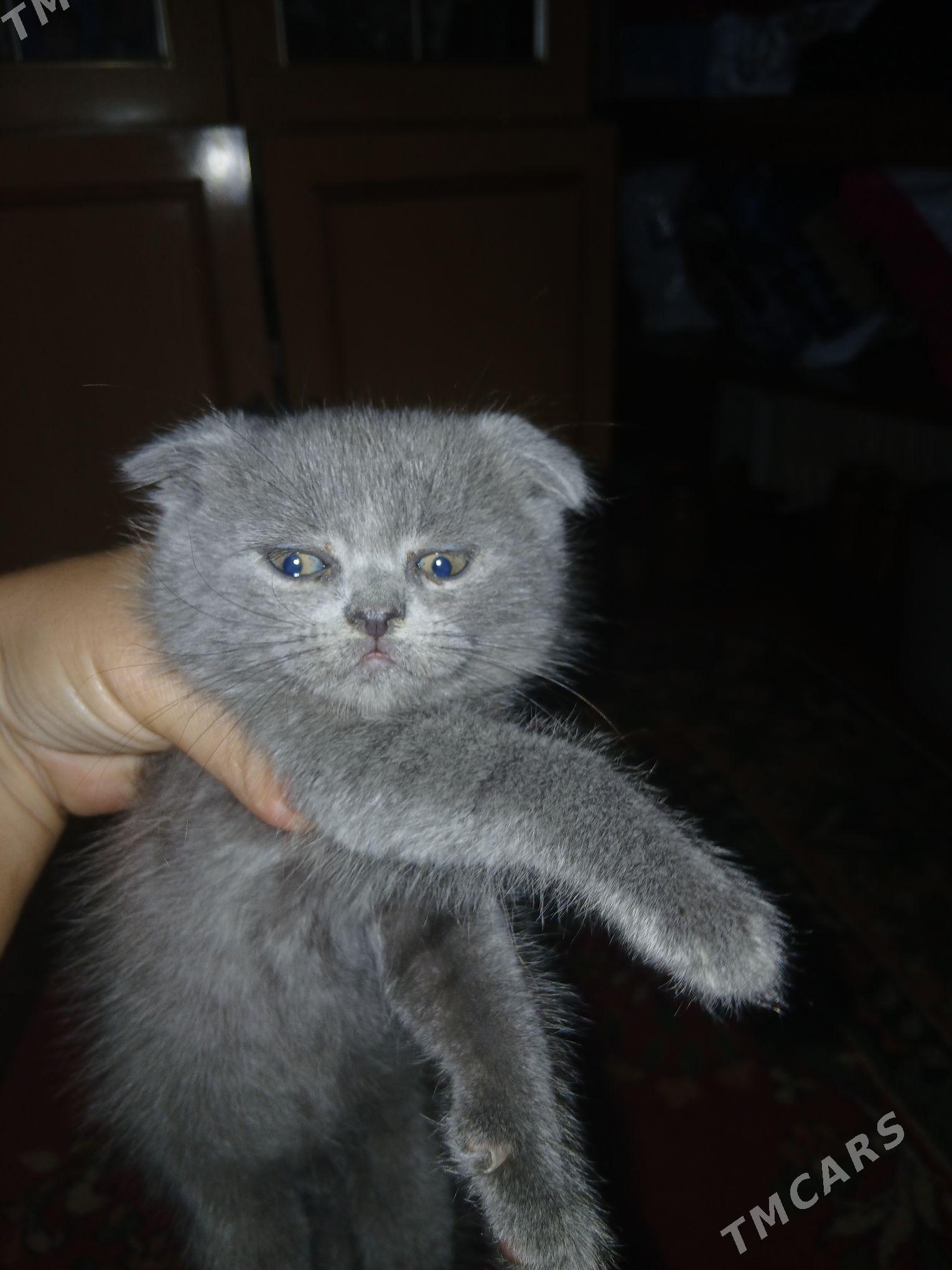 шатландкие и британские котята - Туркменабат - img 1