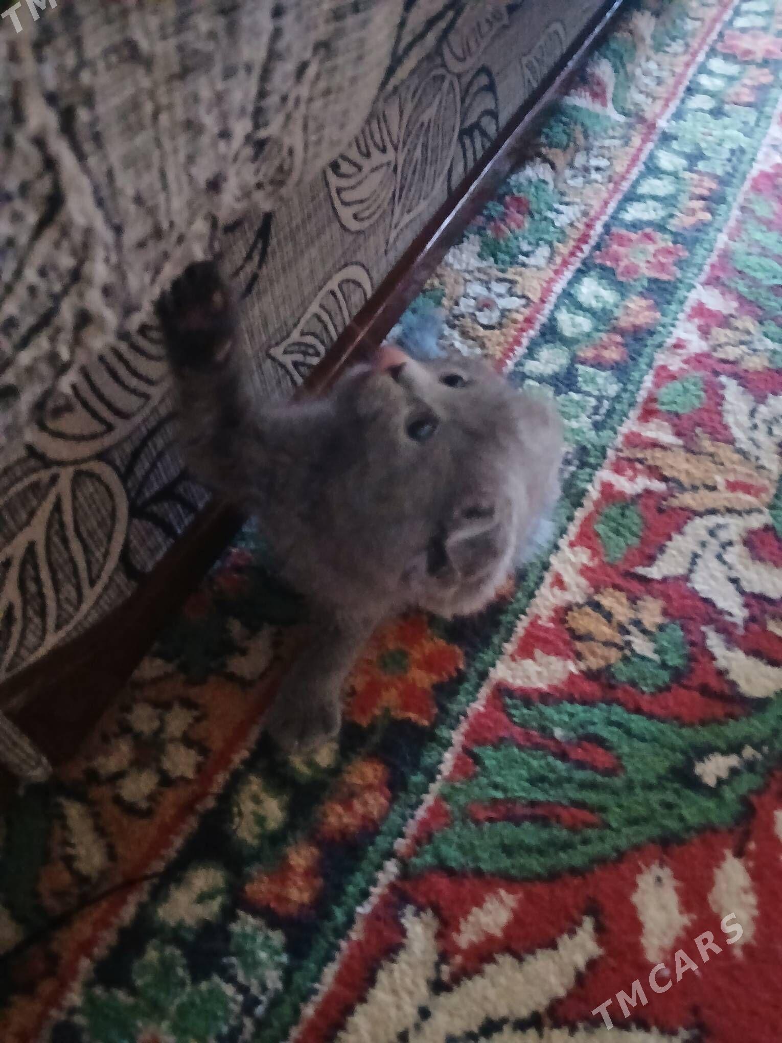 шатландкие и британские котята - Туркменабат - img 4