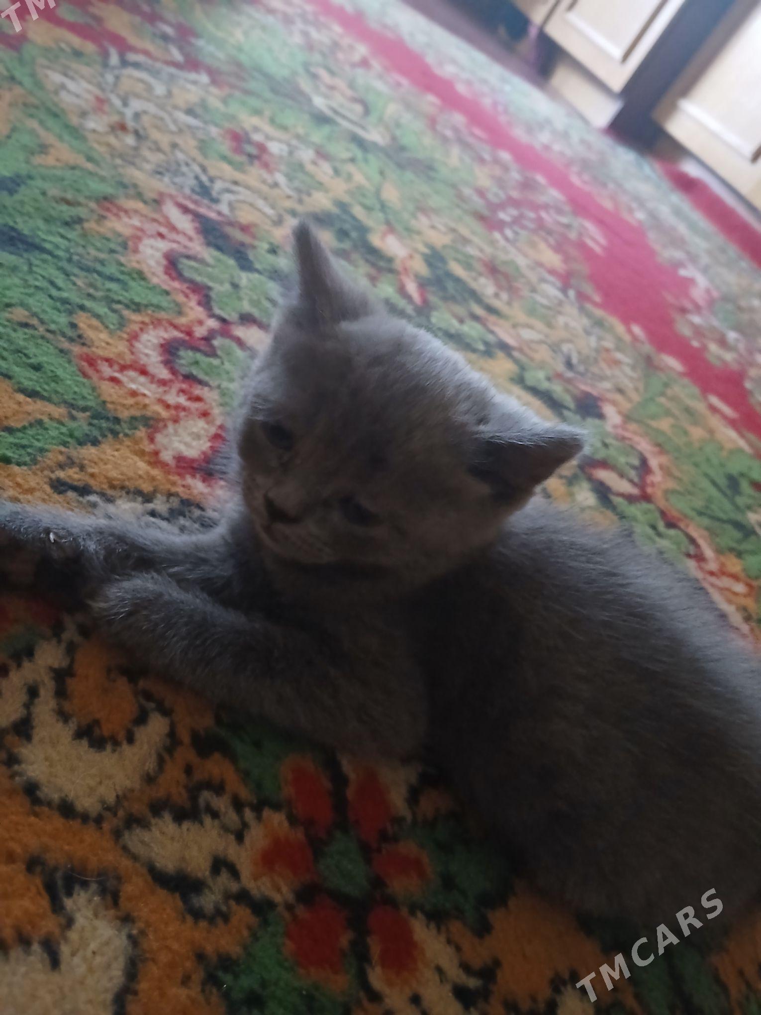 шатландкие и британские котята - Туркменабат - img 6