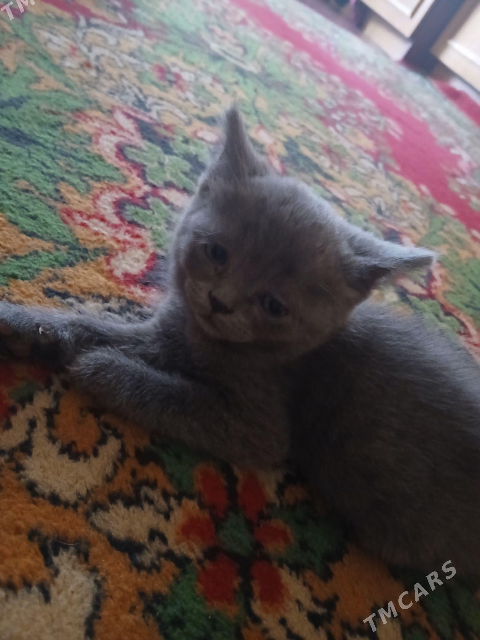 шатландкие и британские котята - Туркменабат - img 7