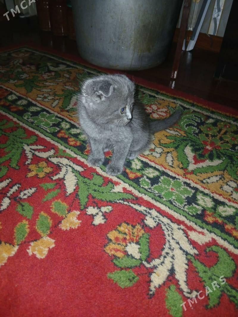 шатландкие и британские котята - Туркменабат - img 8