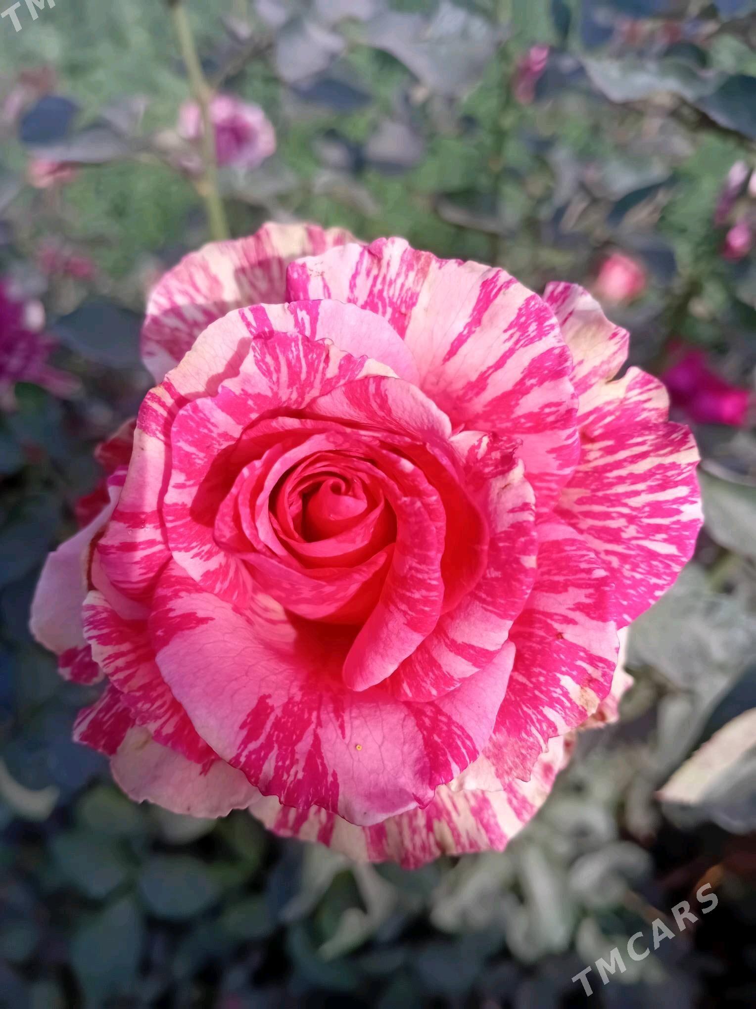 Roza gul - Çärjew - img 5