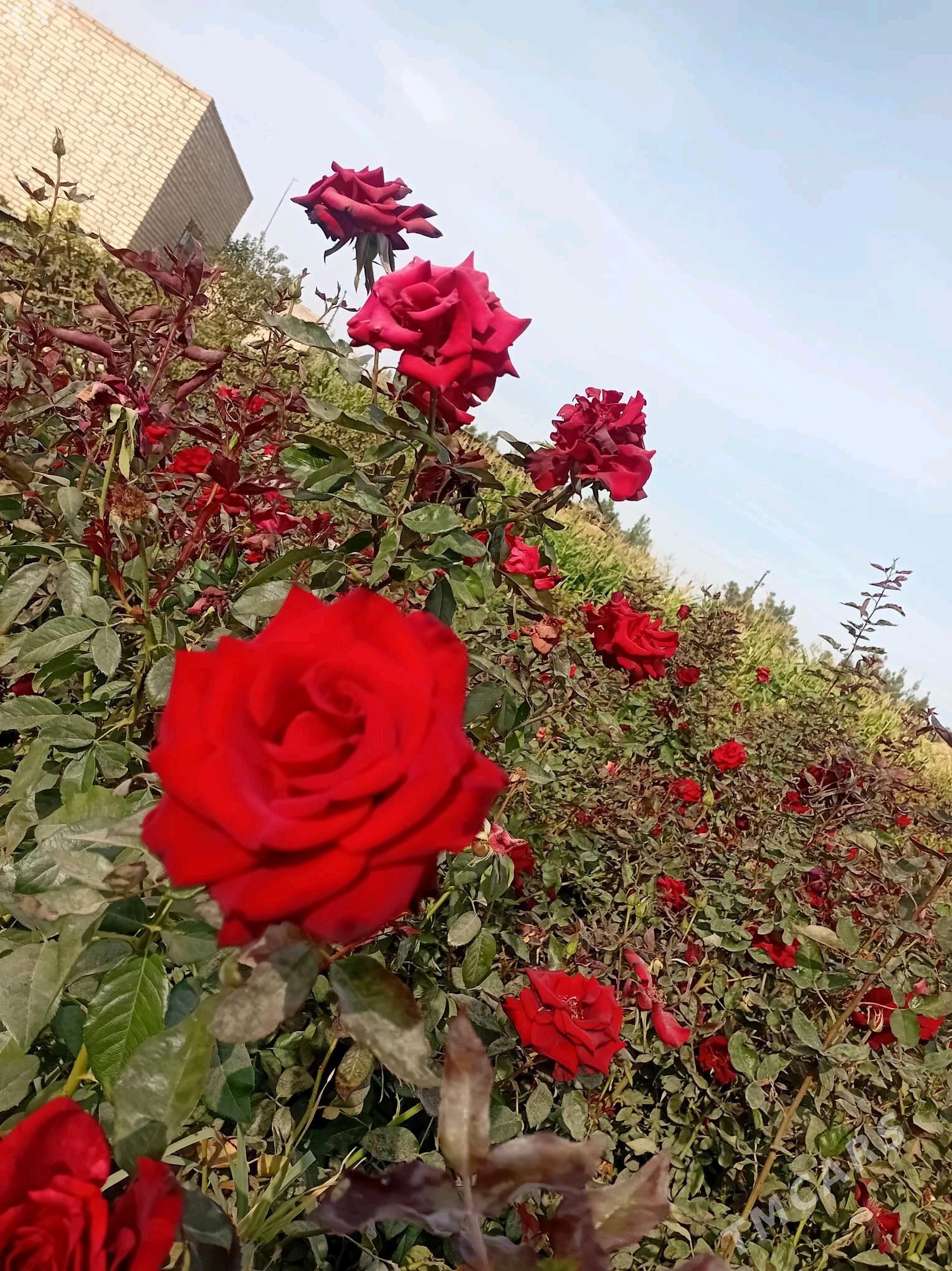 Roza gul - Çärjew - img 3
