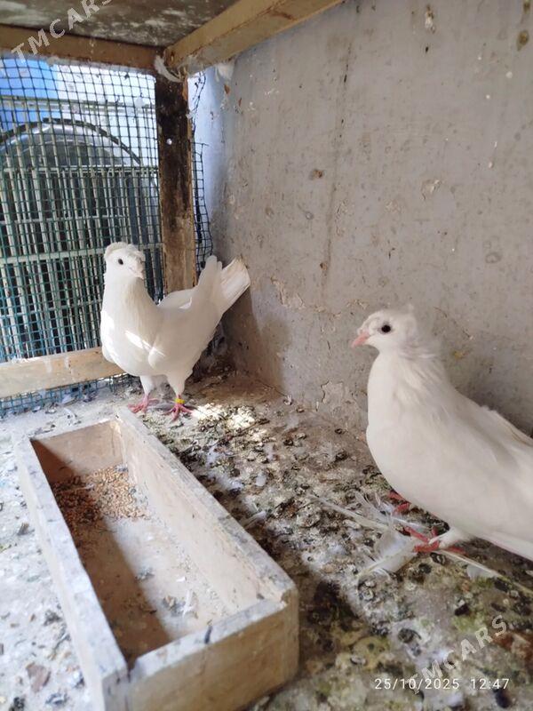 KEPDERI - Aşgabat - img 4