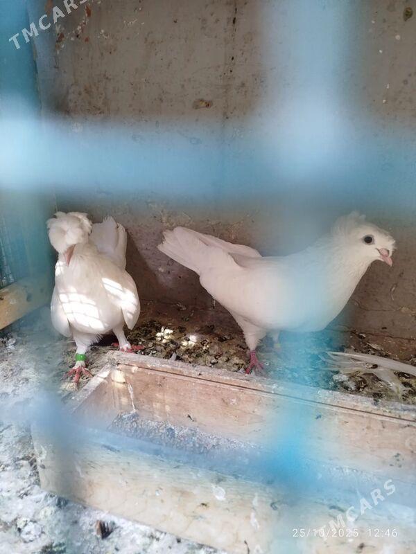 KEPDERI - Ашхабад - img 1