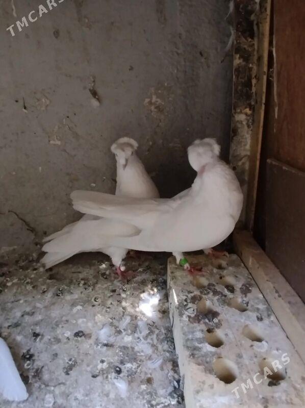 KEPDERI - Aşgabat - img 2