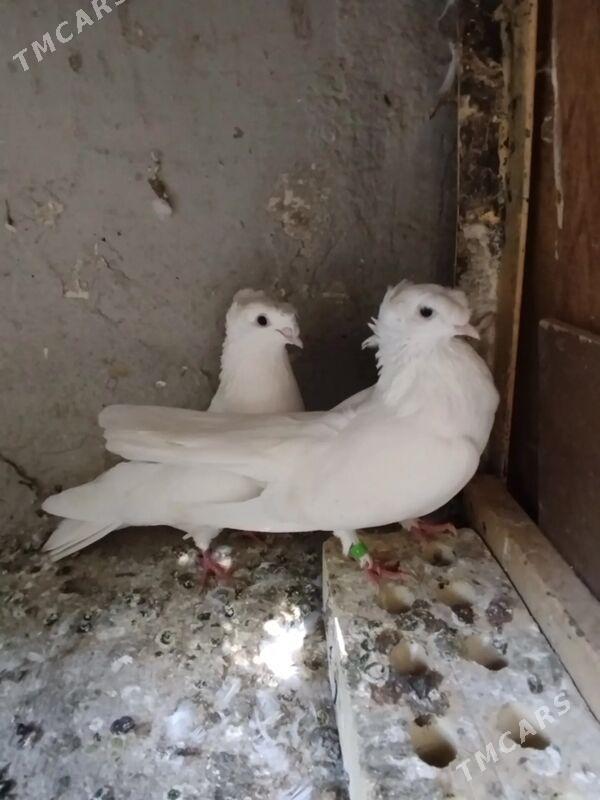 KEPDERI - Aşgabat - img 3