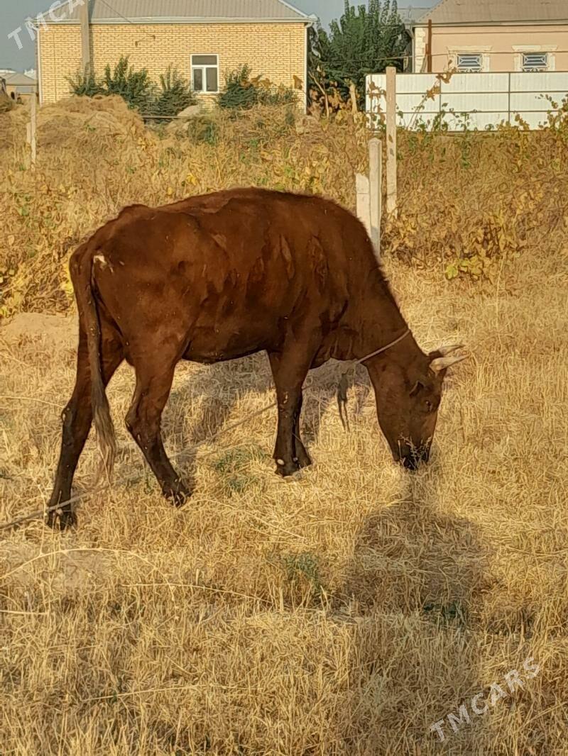 boğaz sygyr - Mary - img 3