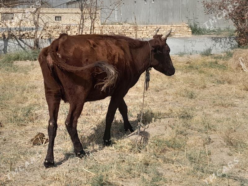 boğaz sygyr - Mary - img 2