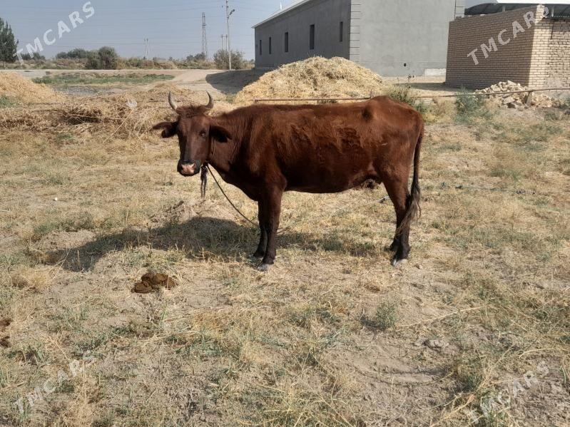 boğaz sygyr - Mary - img 4