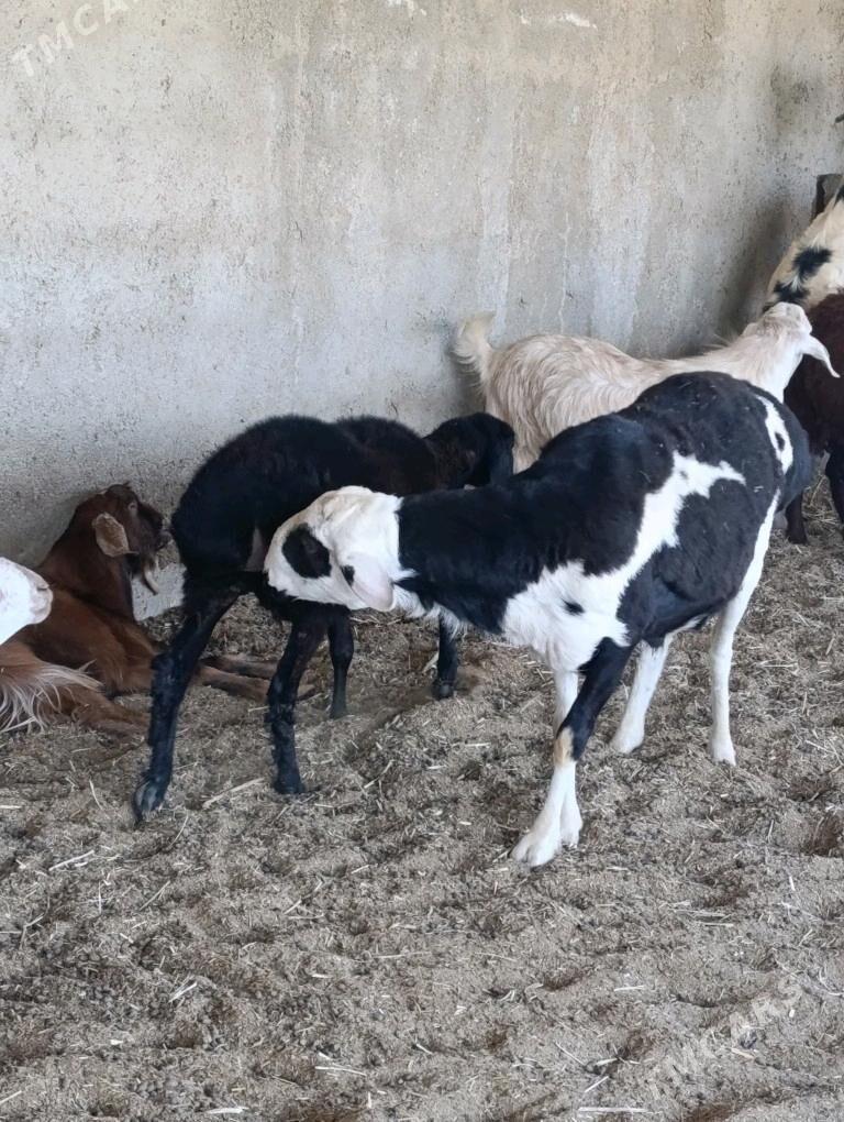 Gissar işşek - Bagyr - img 3