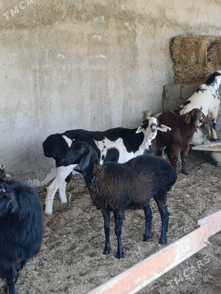 Gissar işşek - Bagyr - img 2
