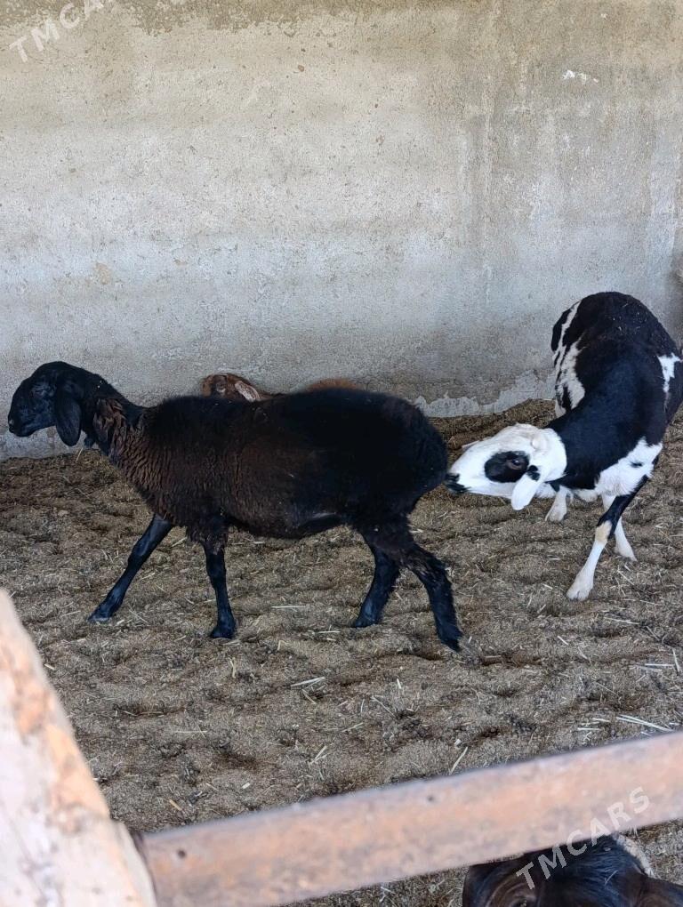 Gissar işşek - Bagyr - img 1