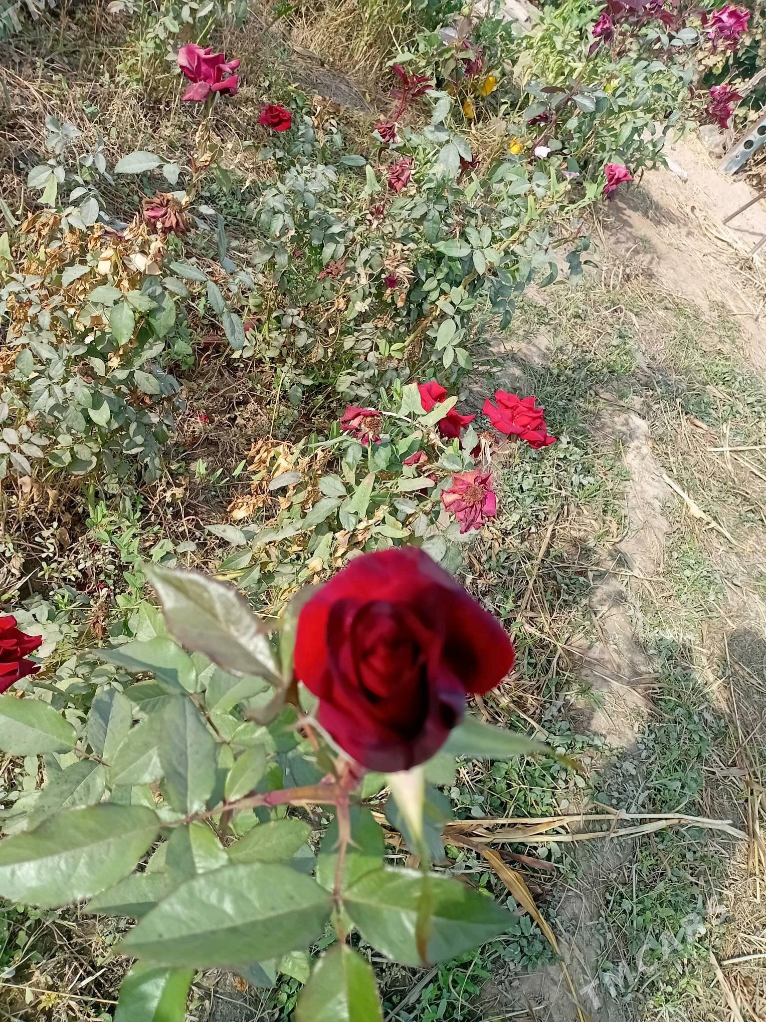 Roza gul - Çärjew - img 6