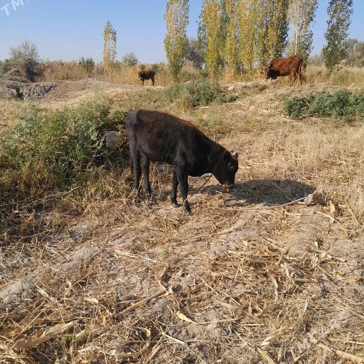 Okuzce - Boldumsaz - img 2