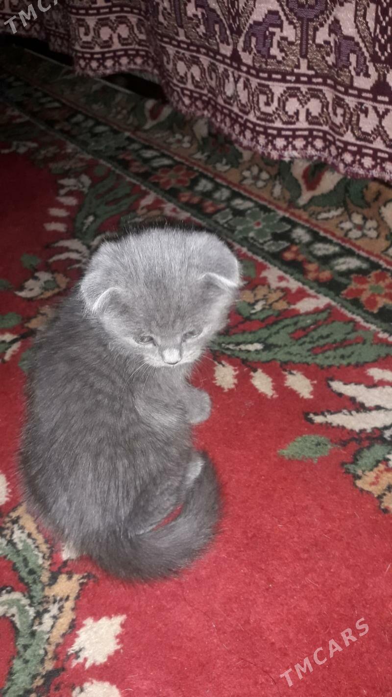 шатланские котята - Туркменабат - img 1