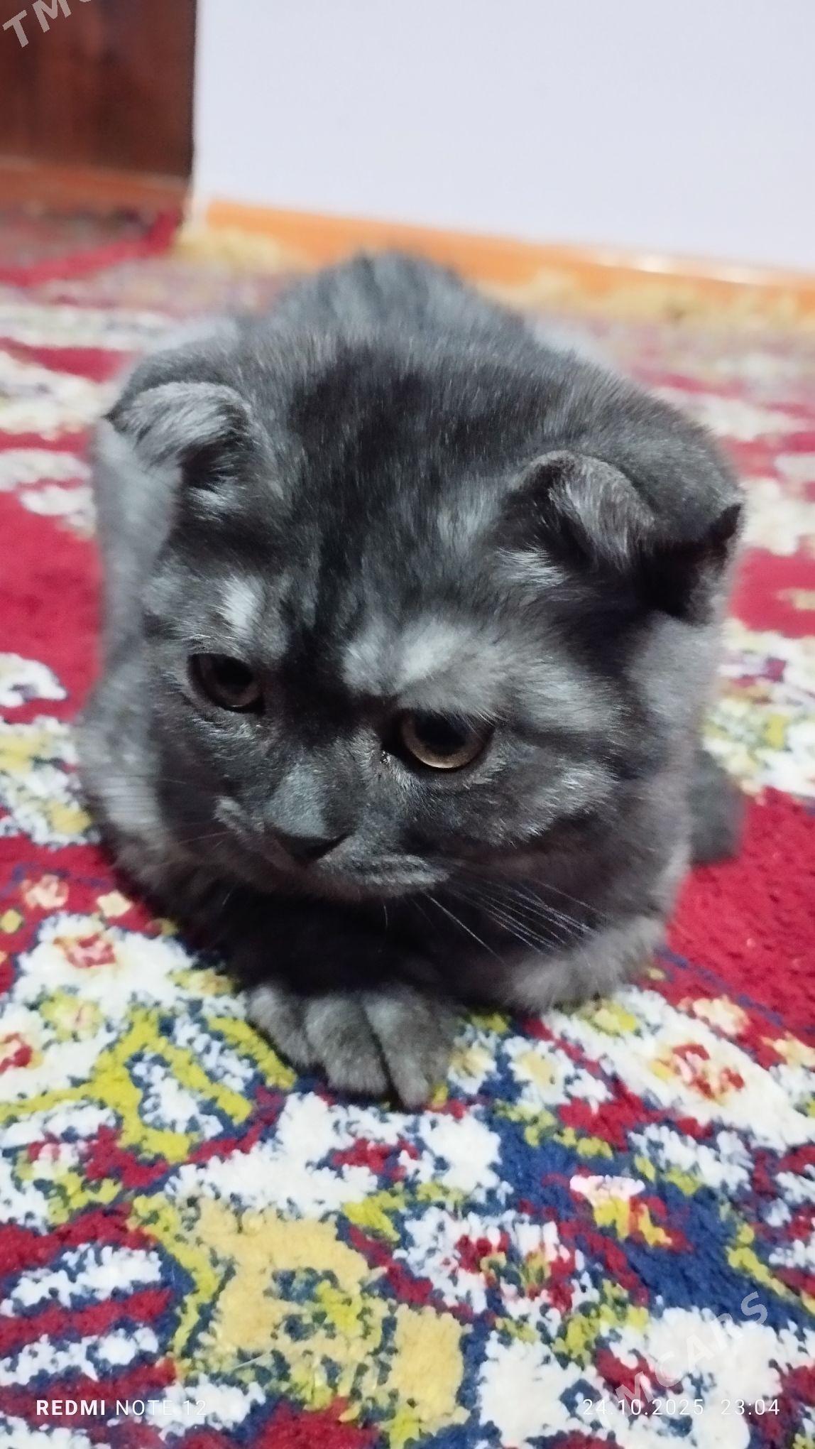 şatlandskiý pisik - Aşgabat - img 3