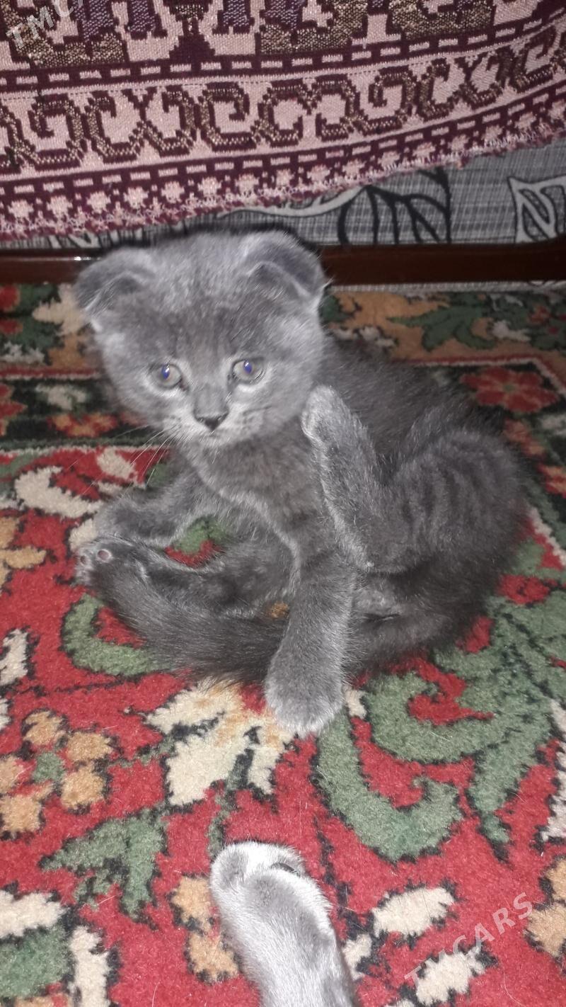 шатланские котята - Туркменабат - img 6