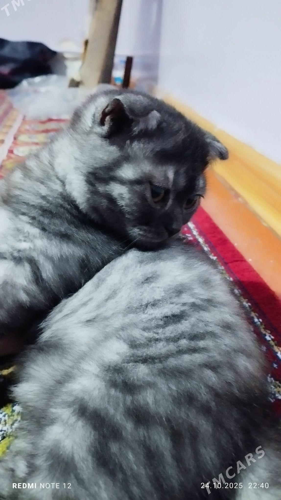 şatlandskiý pisik - Aşgabat - img 2