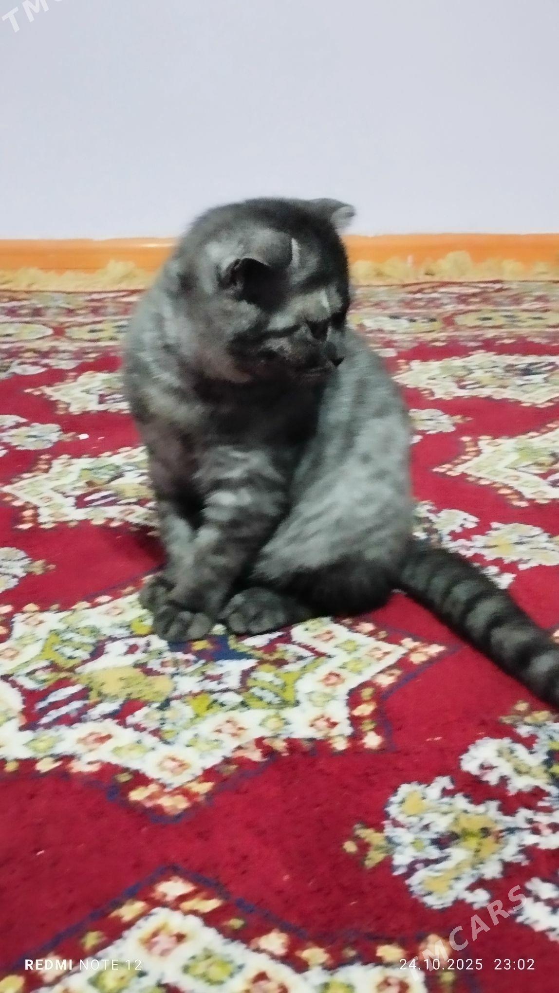 şatlandskiý pisik - Aşgabat - img 4