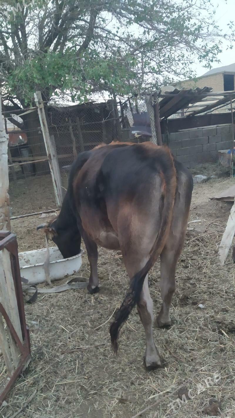 bogaz sygyr - Gyzylarbat - img 4