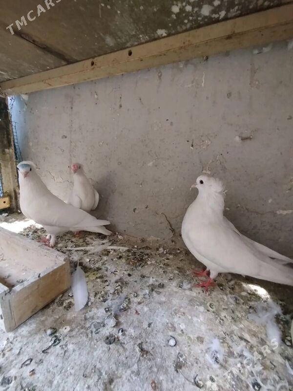 KEPDERI - Ашхабад - img 4