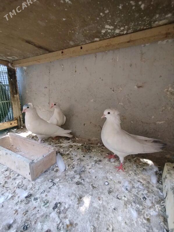 KEPDERI - Ашхабад - img 1