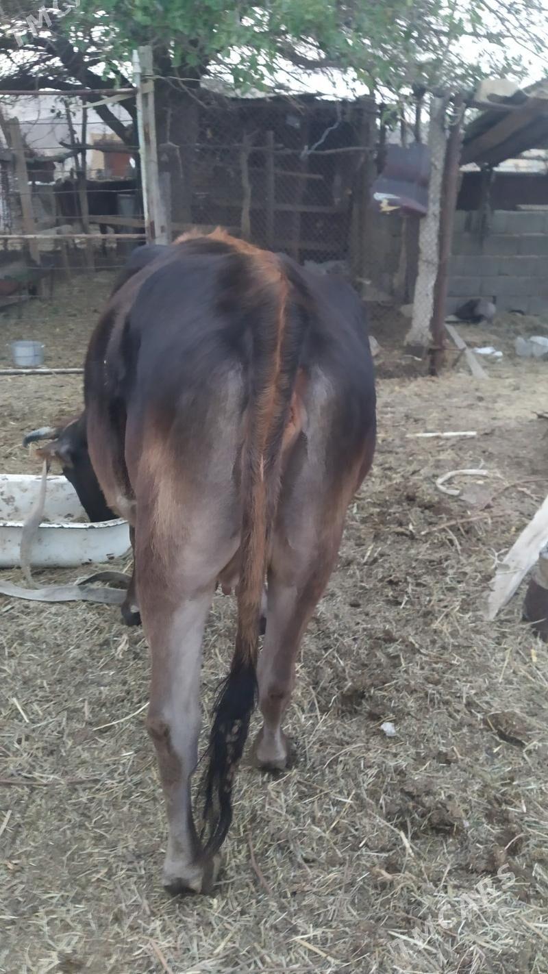 bogaz sygyr - Gyzylarbat - img 2