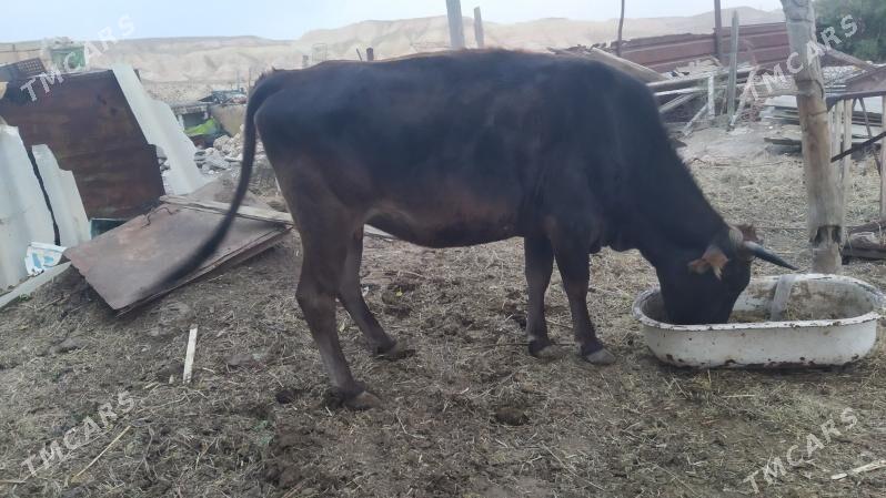 bogaz sygyr - Gyzylarbat - img 1