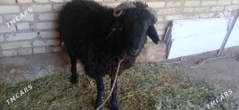 кочкарвай - Çärjew - img 2