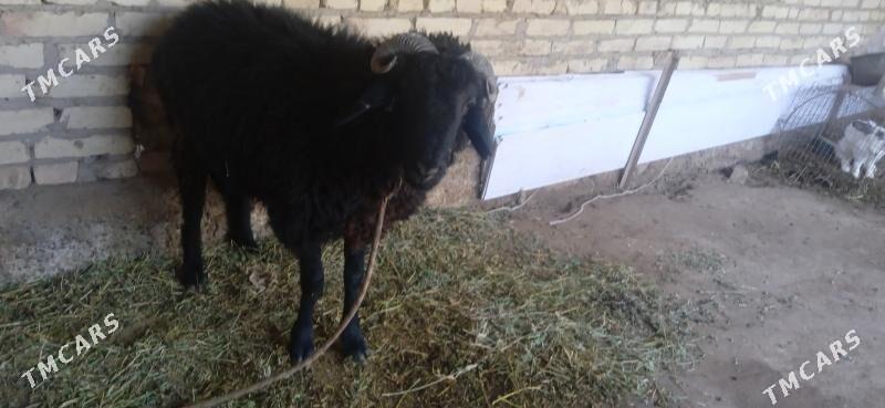 кочкарвай - Çärjew - img 1