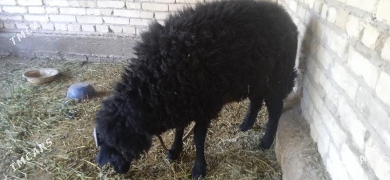 кочкарвай - Çärjew - img 6