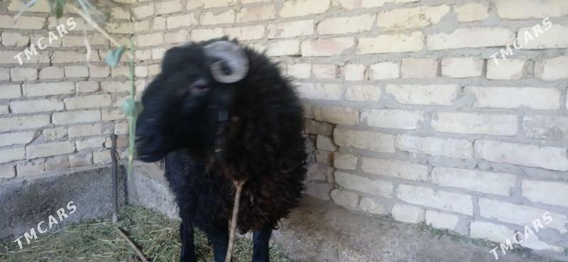 кочкарвай - Çärjew - img 4