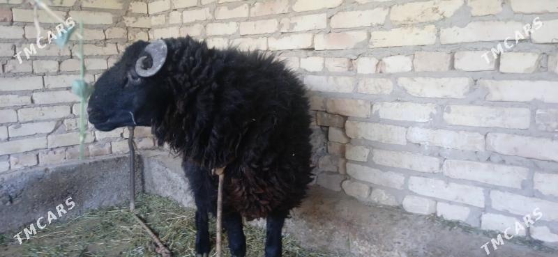 кочкарвай - Çärjew - img 5