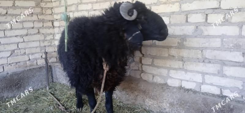 кочкарвай - Çärjew - img 3