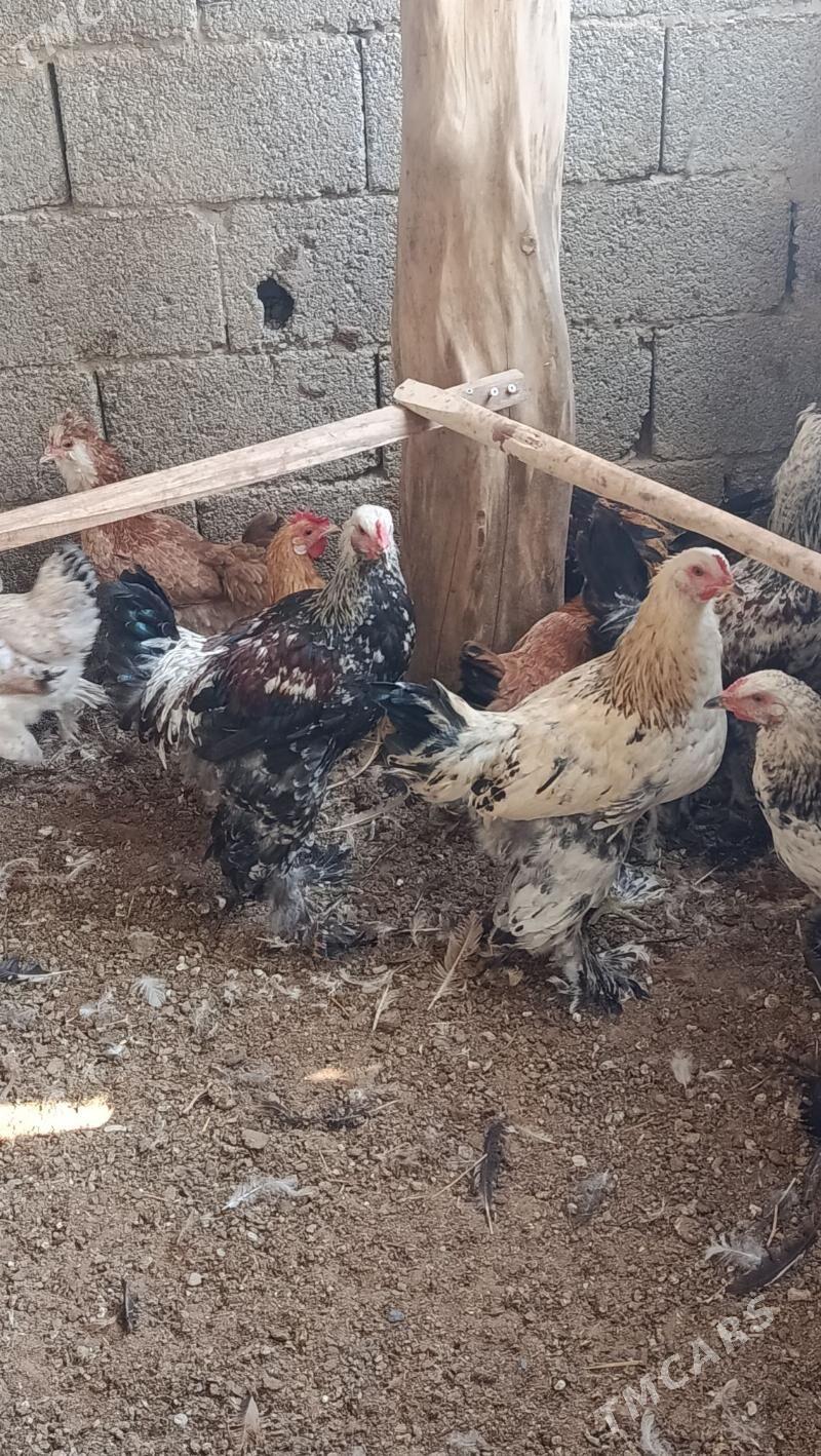 brama towuklar - Änew - img 3