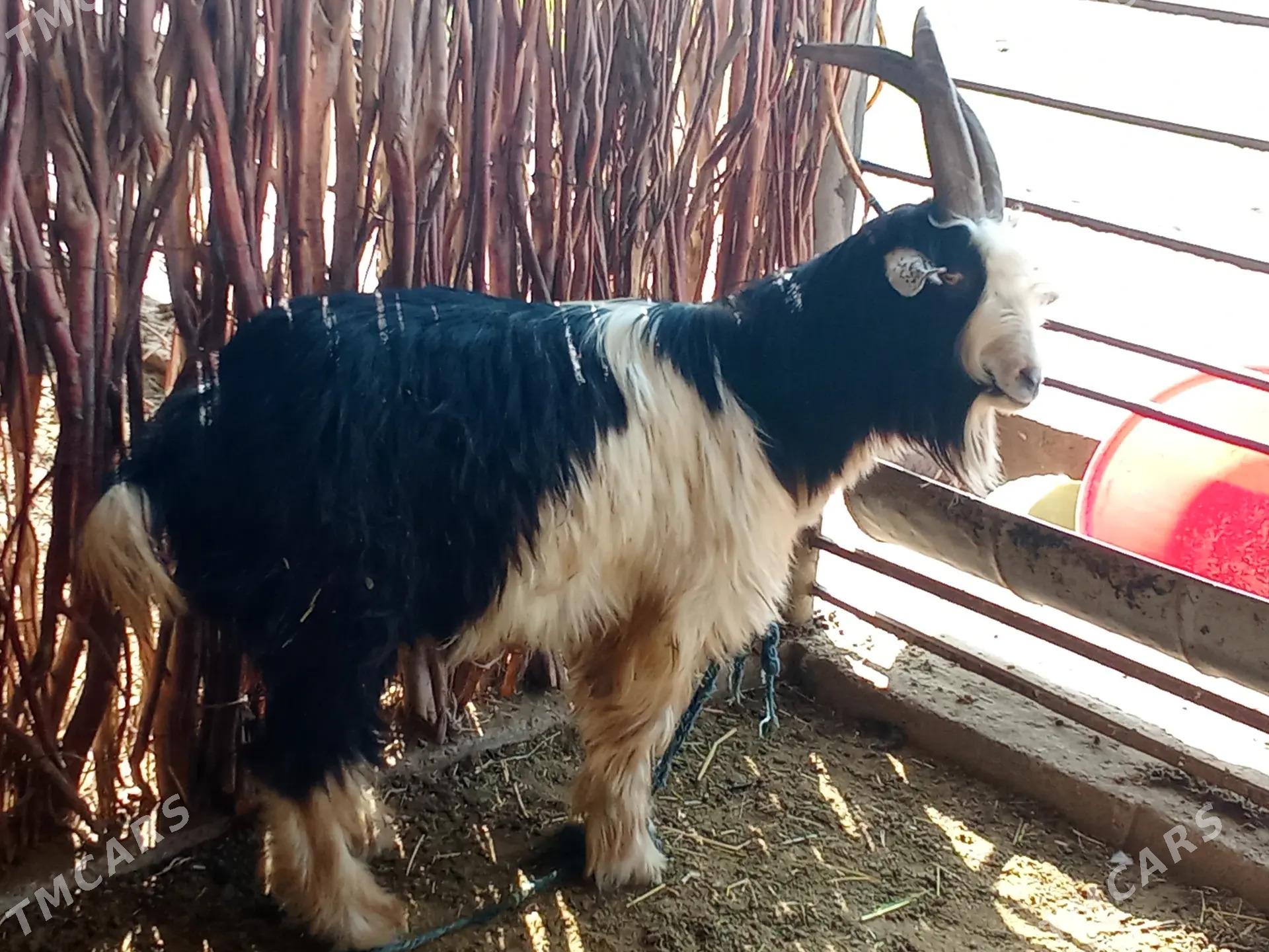 Teke - Sakarçäge - img 1