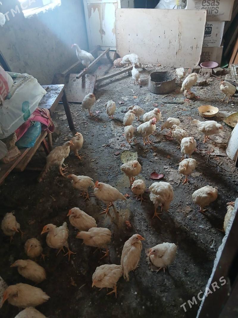 Öÿ jüÿje - Хитровка - img 1