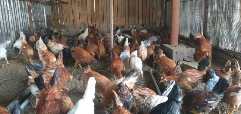 towuk jüýje - Sakarçäge - img 1